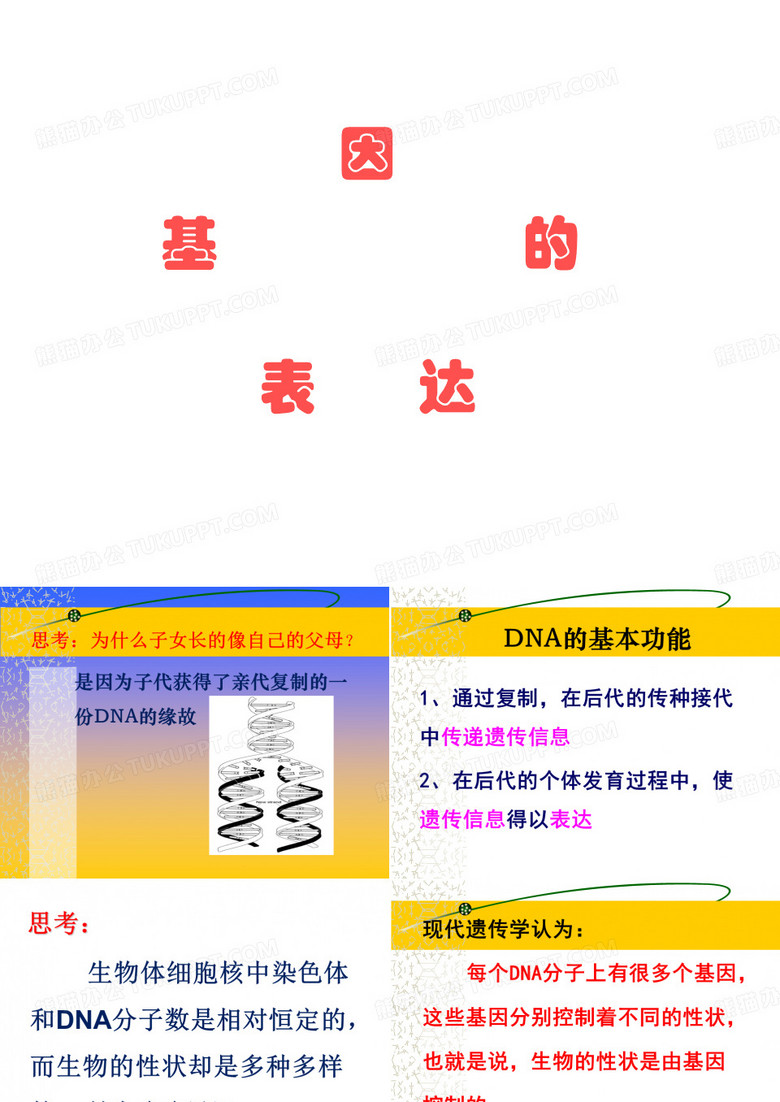 基因指导蛋白质的合成