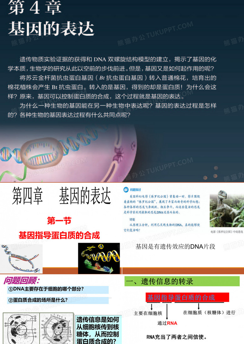 基因指导蛋白质的合成