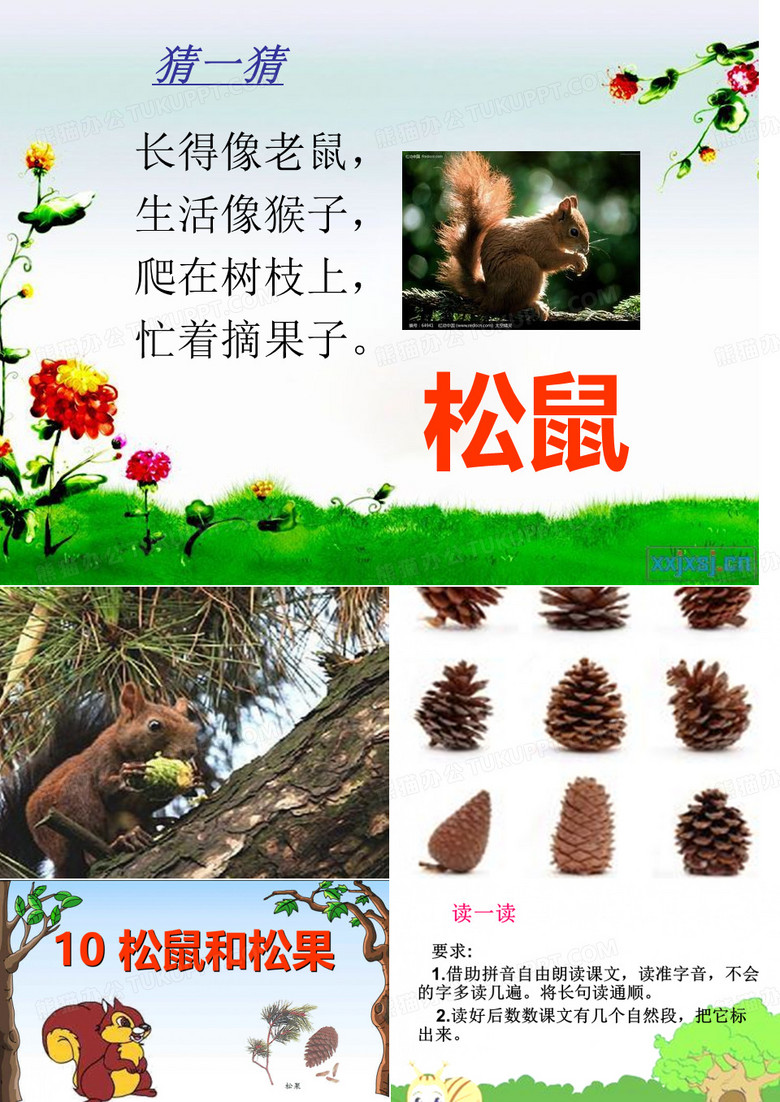松鼠和松果