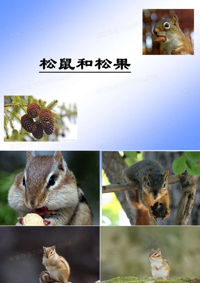 松鼠和松果