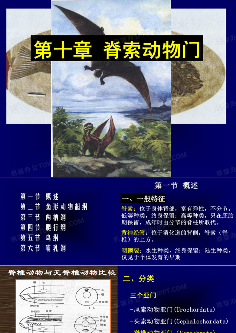 脊椎动物门