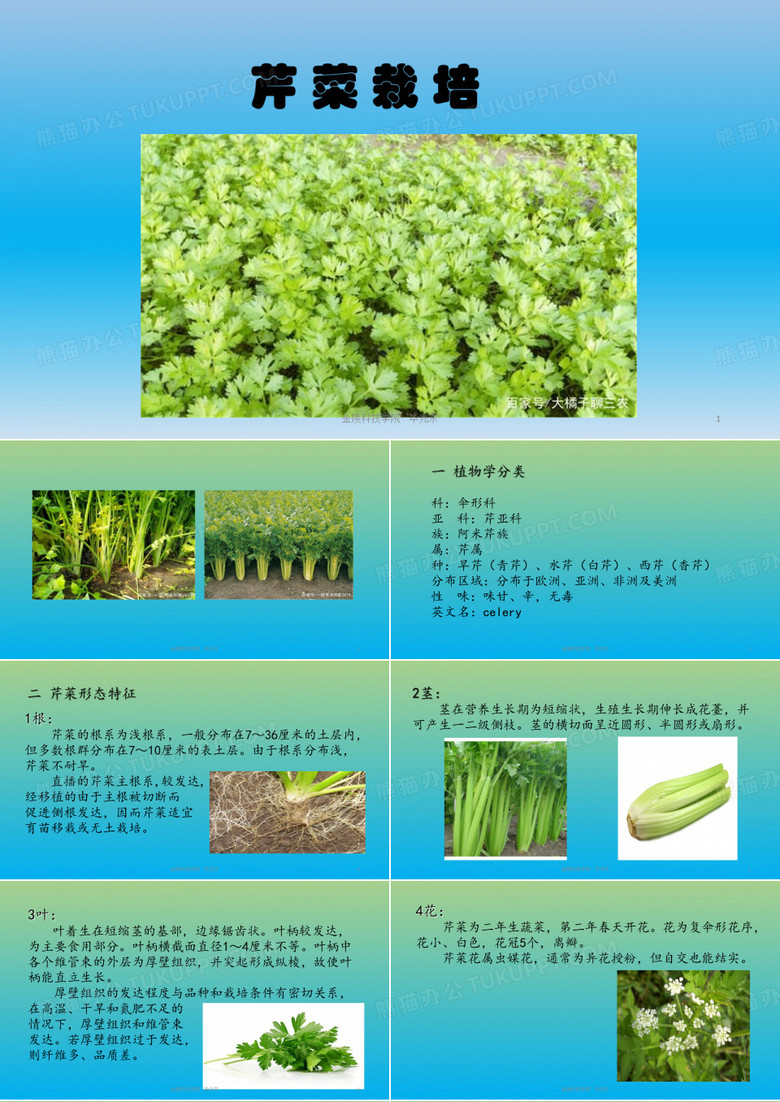 芹菜栽培技术2020