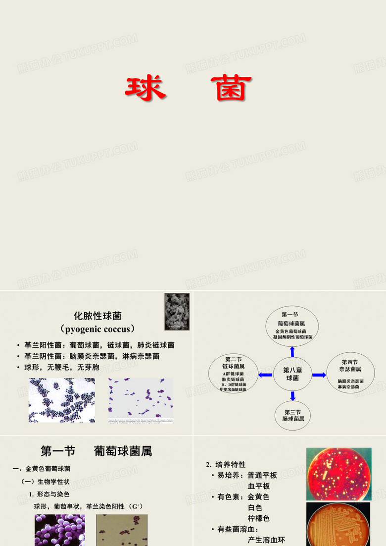 球菌 PPT