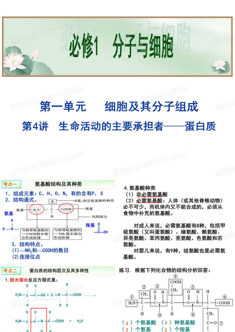 生命活动的主要承担者——-蛋白质