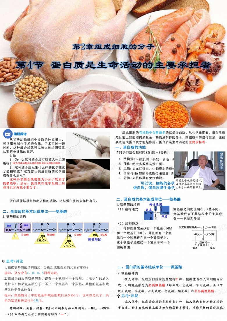 蛋白质是生命活动的主要承担者