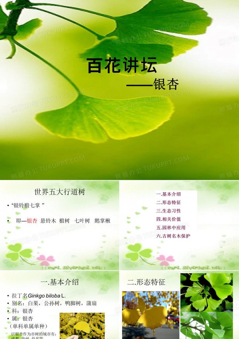 百花讲坛银杏