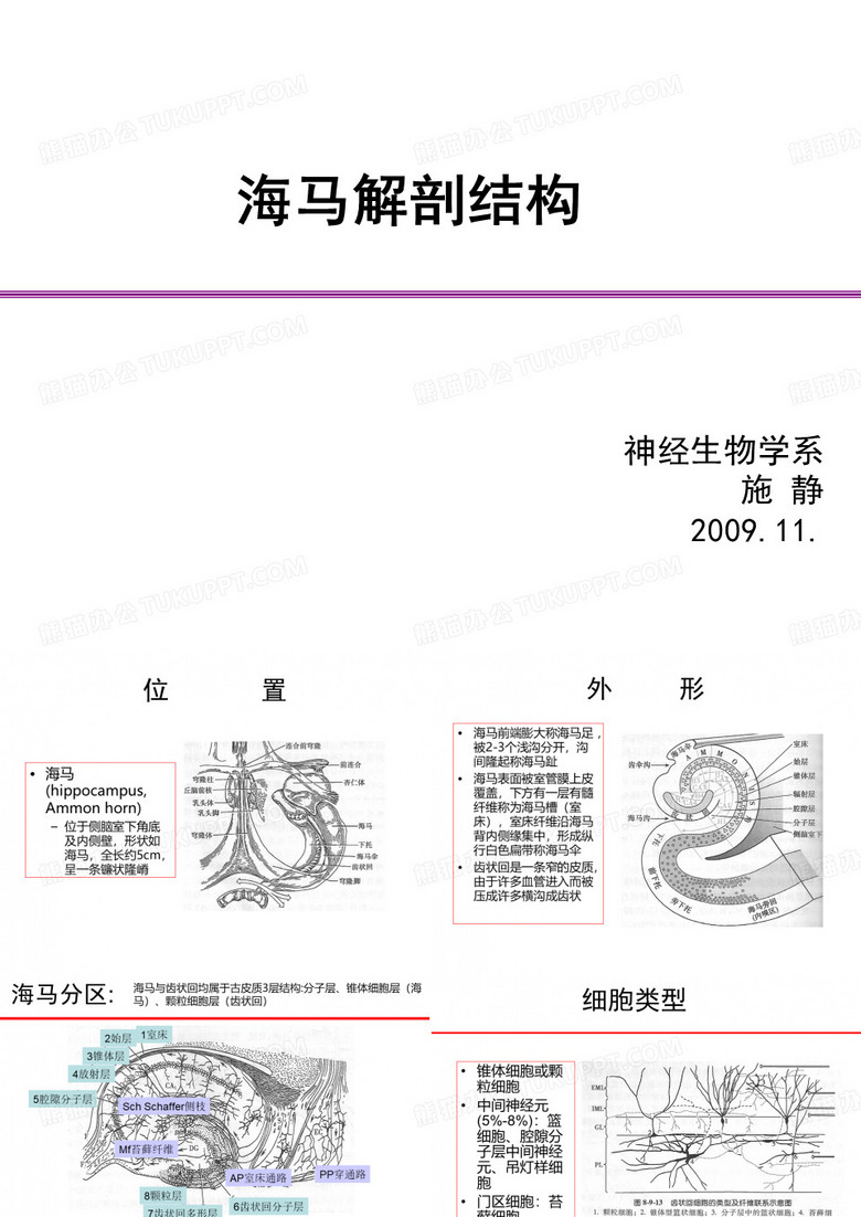 海马结构