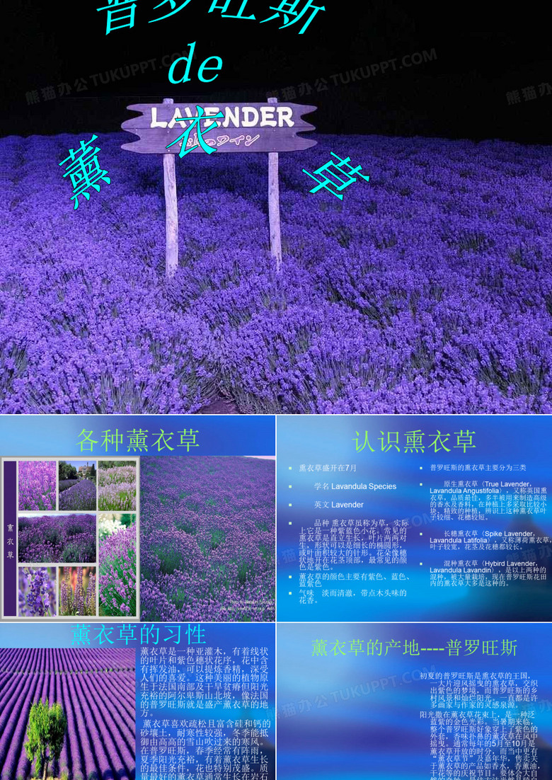 普罗旺斯