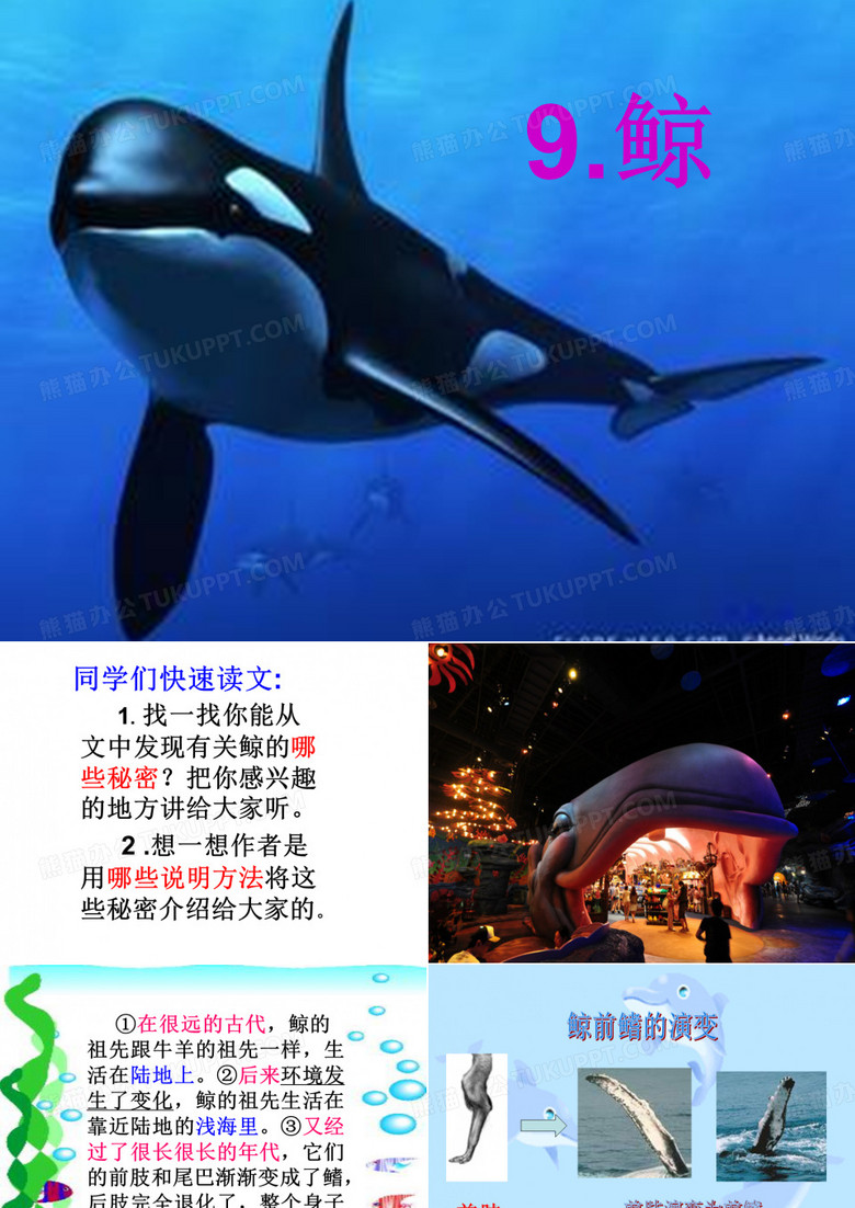 《鲸》的课件