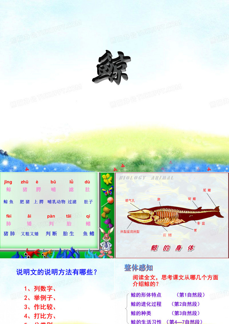 鲸_PPT课件