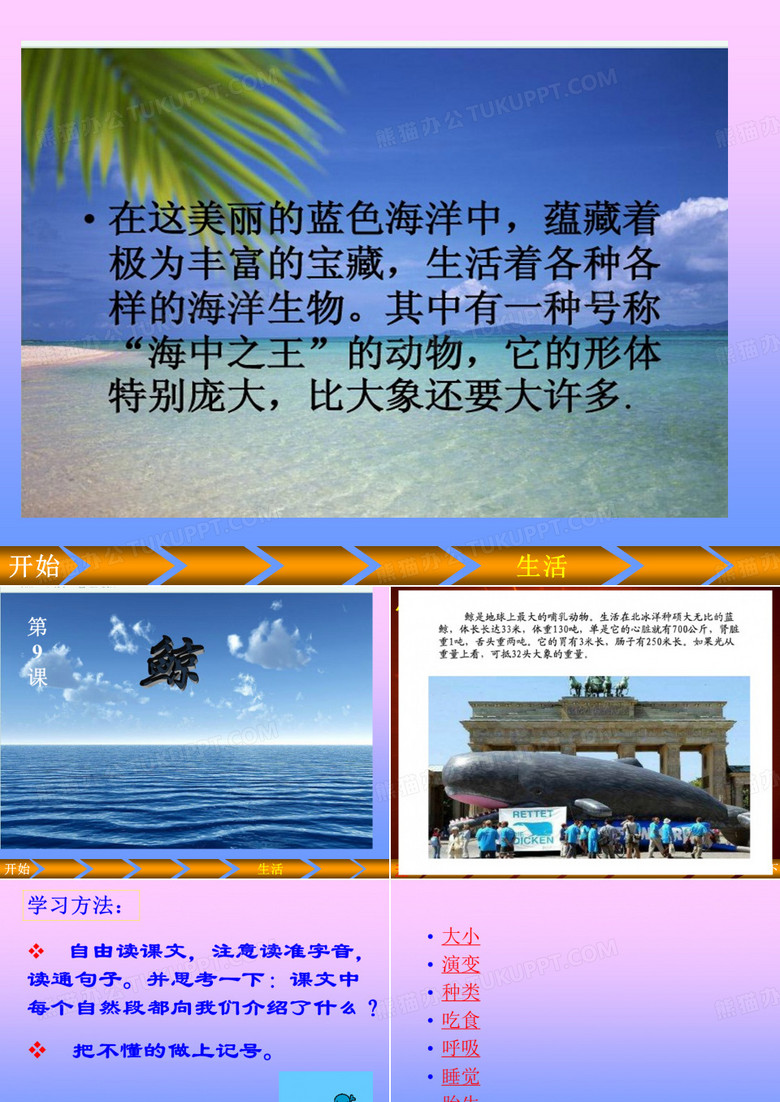 鲸_PPT课件