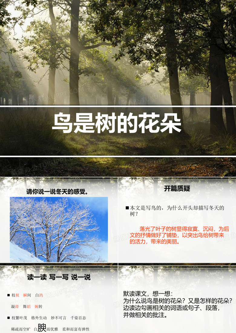 《鸟是树的花朵》PPT课件