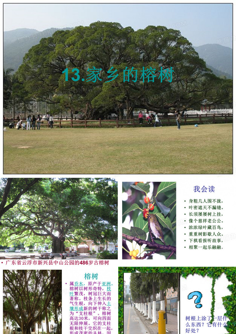 家乡的榕树