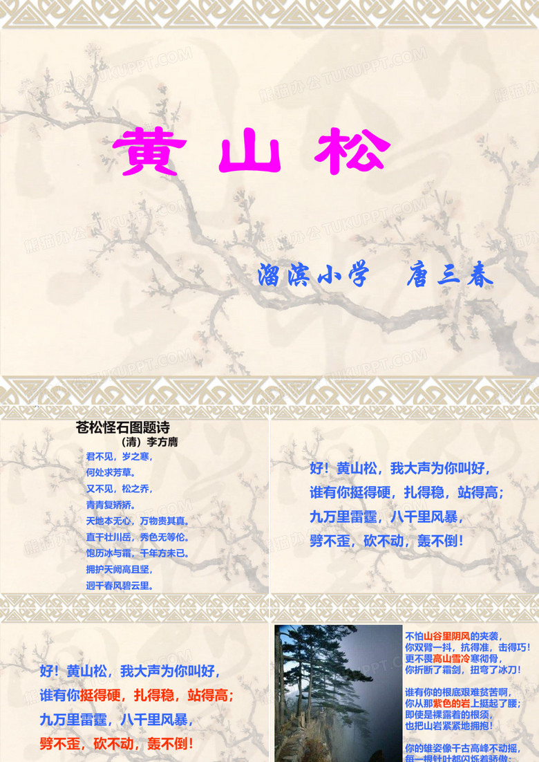 优质课《黄山松》课件