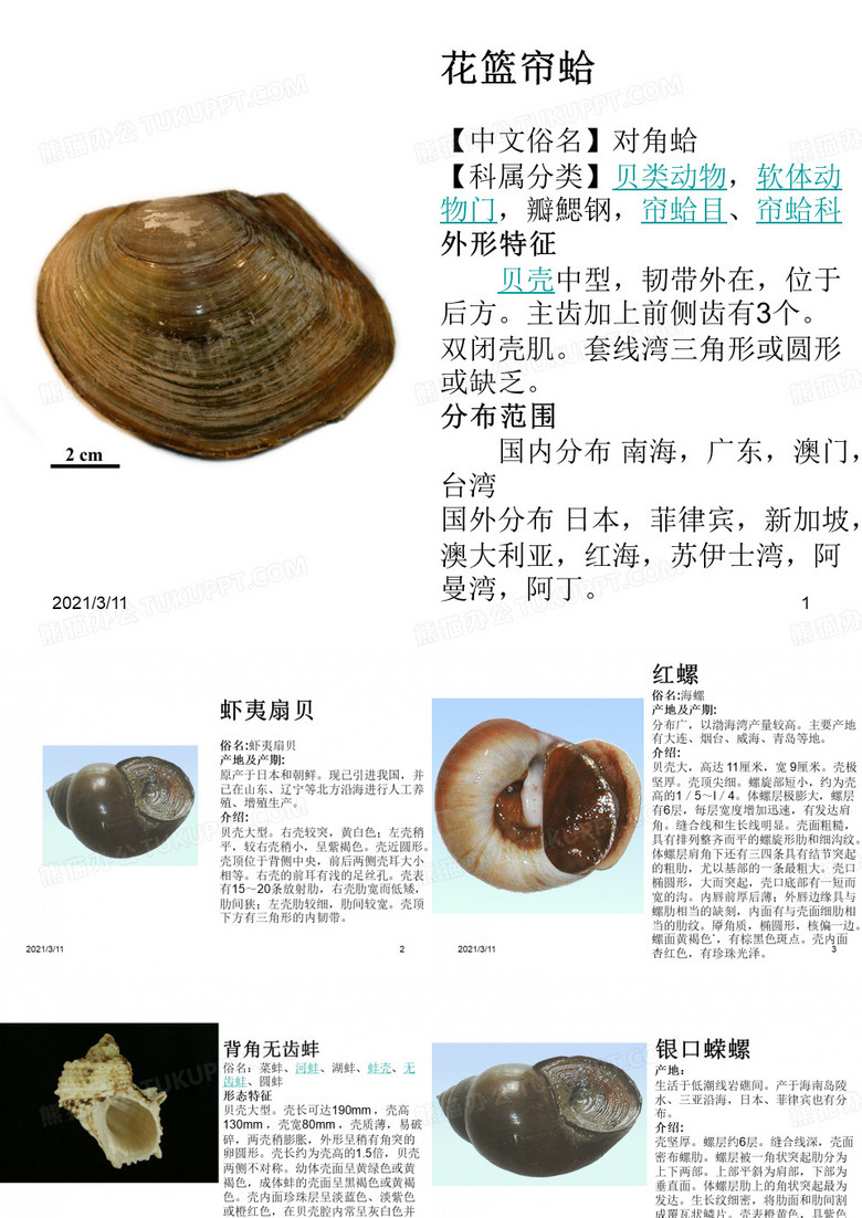 常见贝类识别