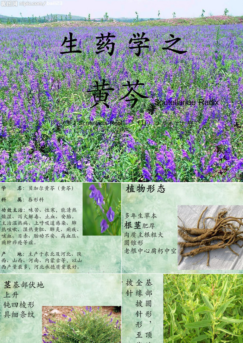 黄芩