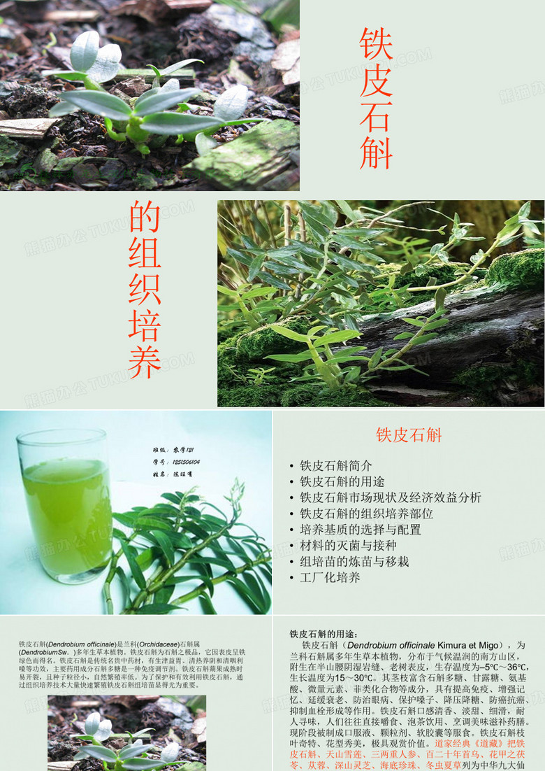 铁皮石斛 组培