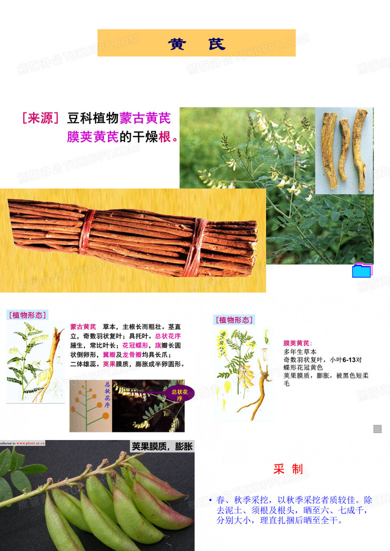 黄芪