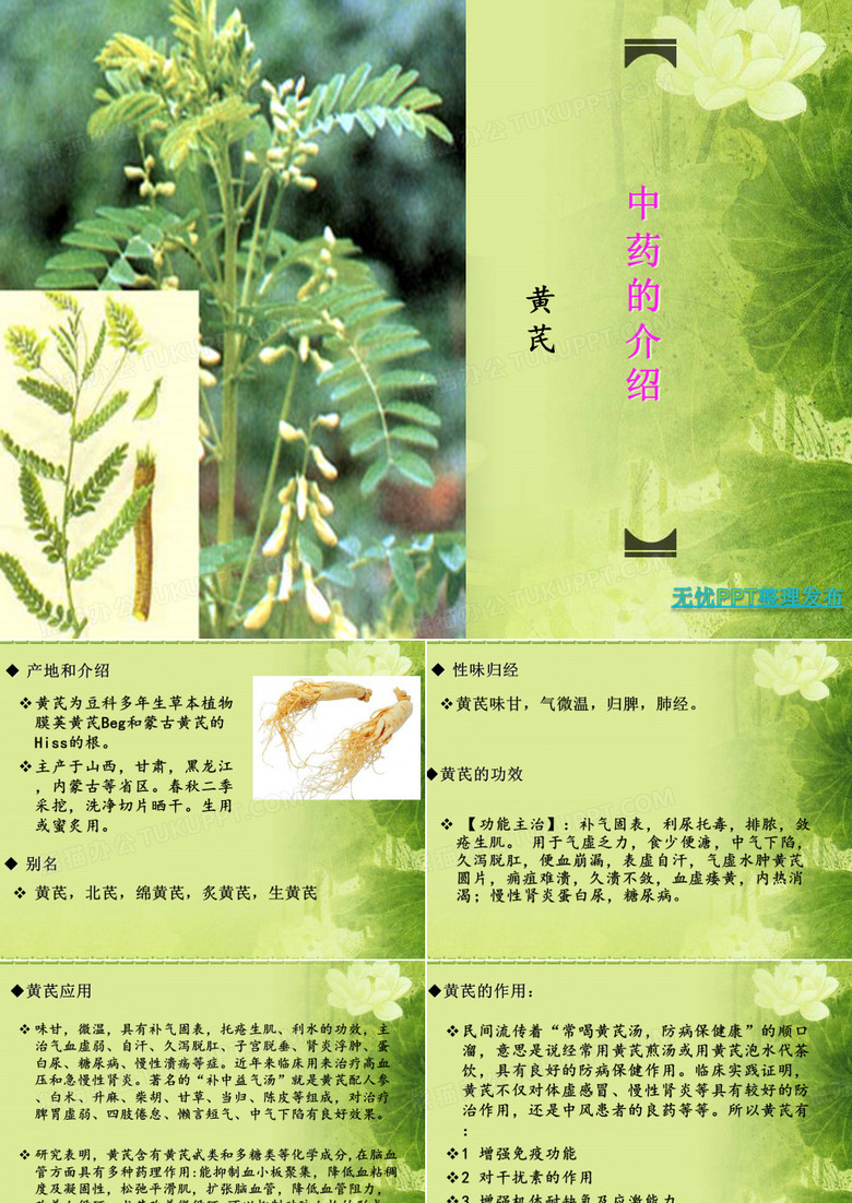 黄芪药物