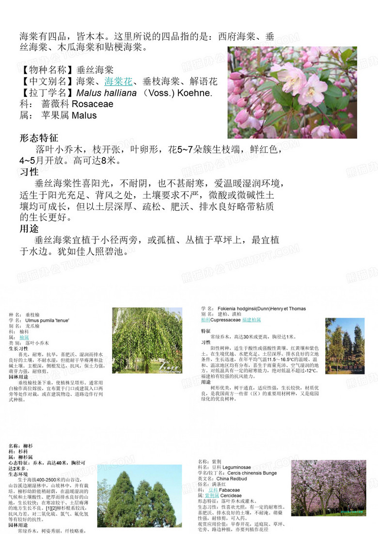 园林常见乔木