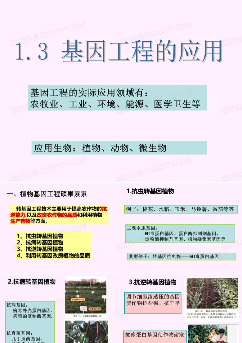 基因工程的应用