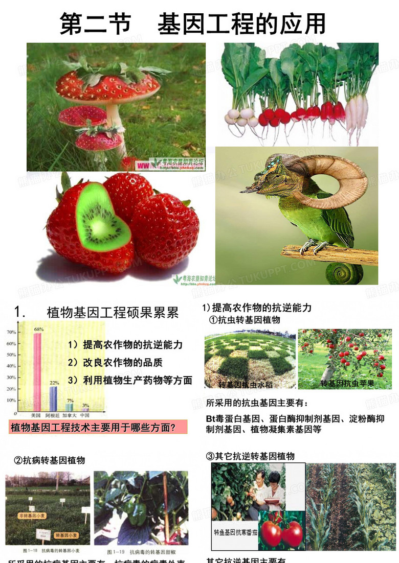 基因工程的应用