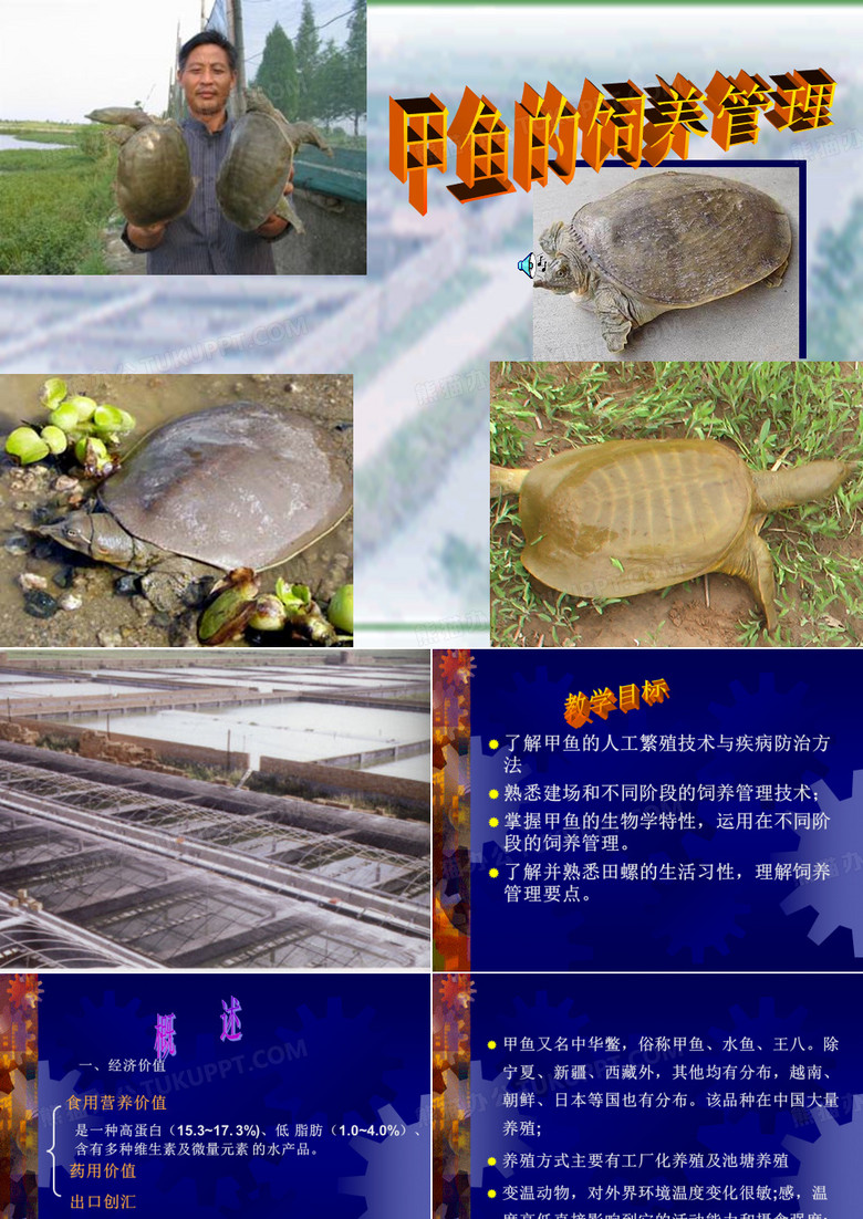 甲鱼的饲养管理