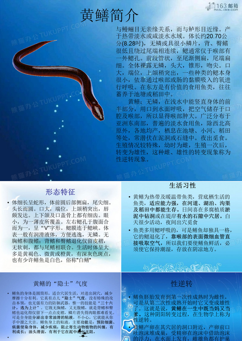 黄鳝和甲鱼介绍