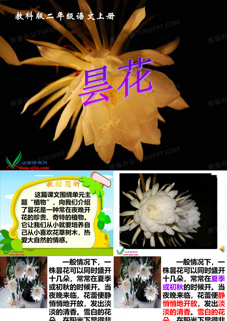 《昙花》
