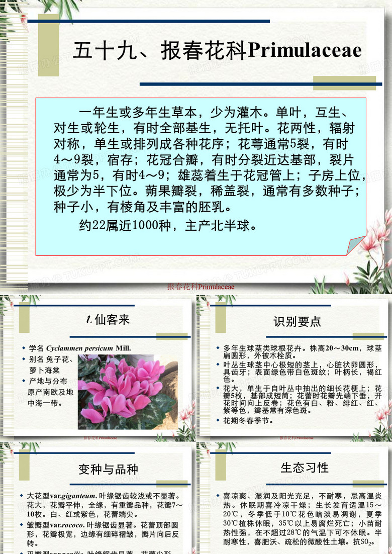 报春花科Primulaceae