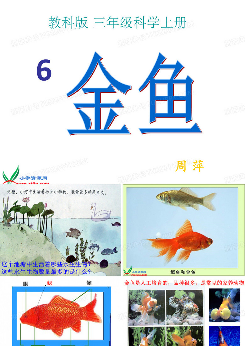 三年级科学金鱼ppt