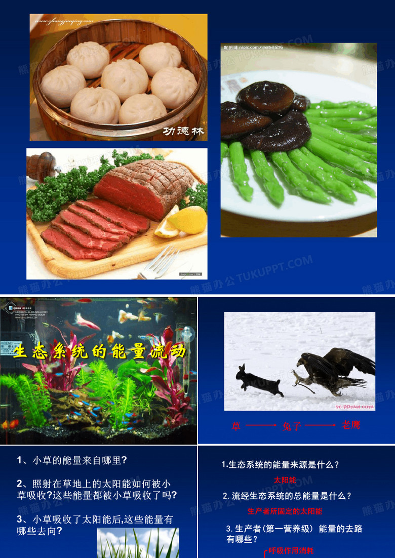 能量流动课件