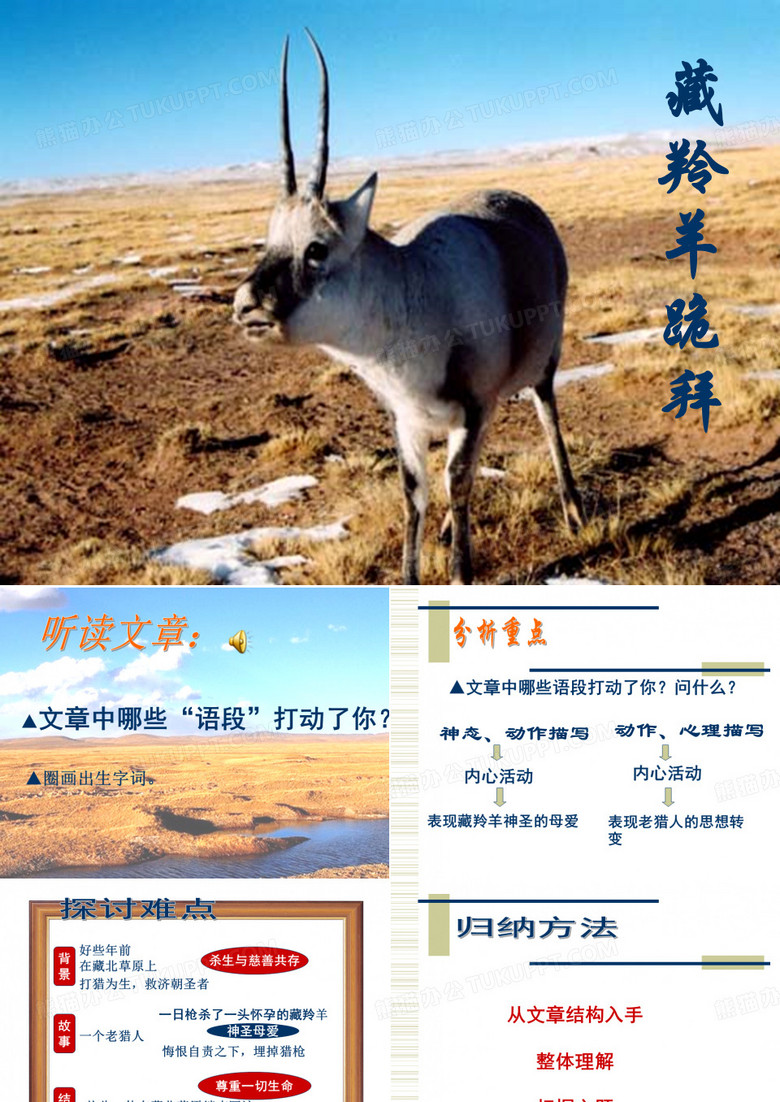 藏羚羊跪拜