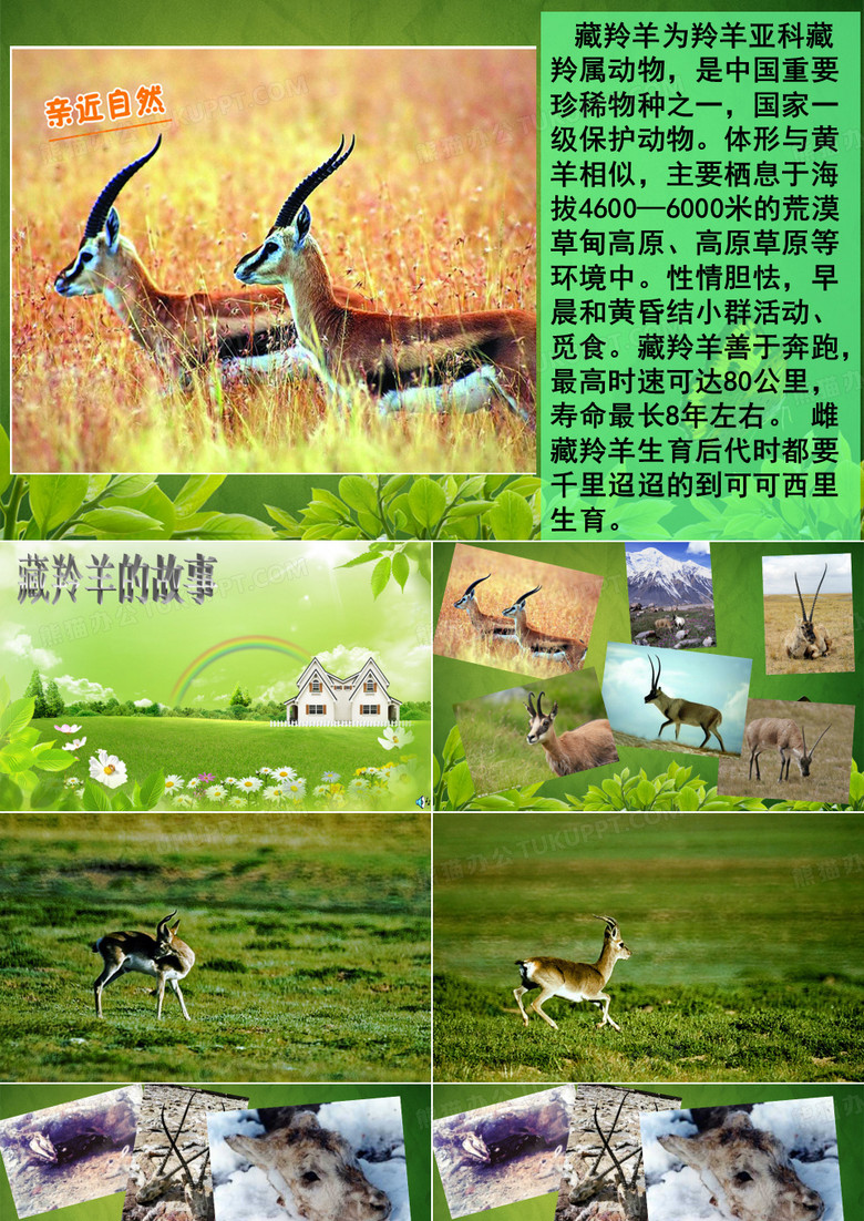 保护藏羚羊