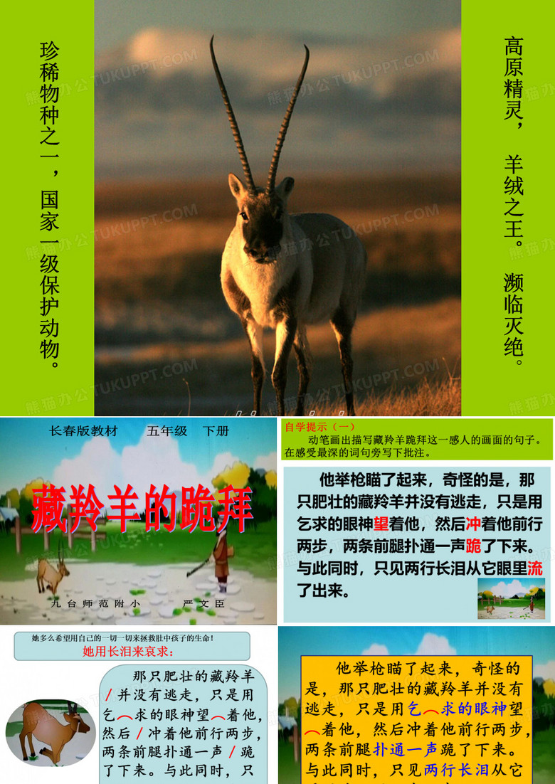 藏羚羊跪拜
