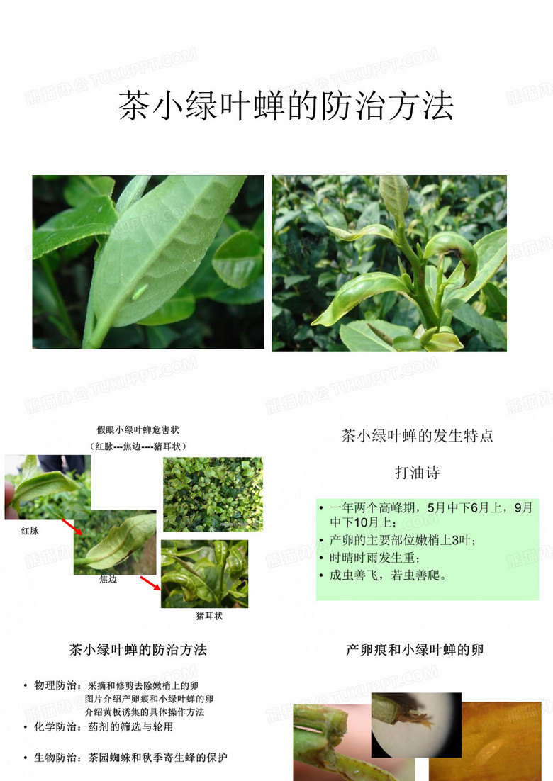茶小绿叶蝉的防治