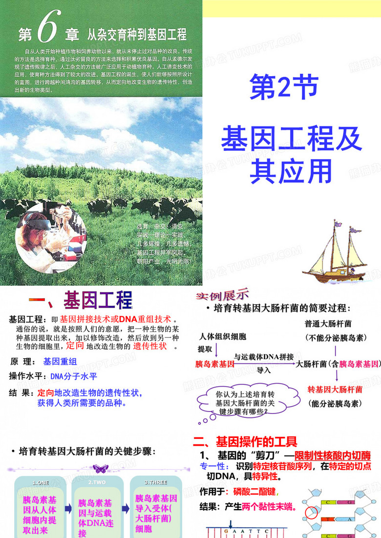 基因工程及其应用