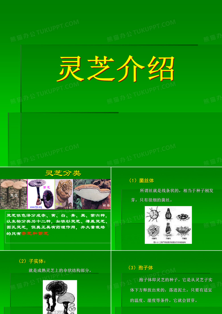 灵芝介绍