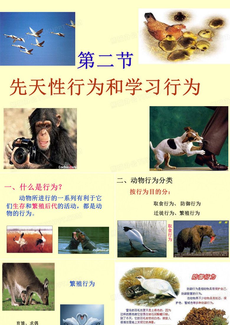 动物的先天性行为和学习行为