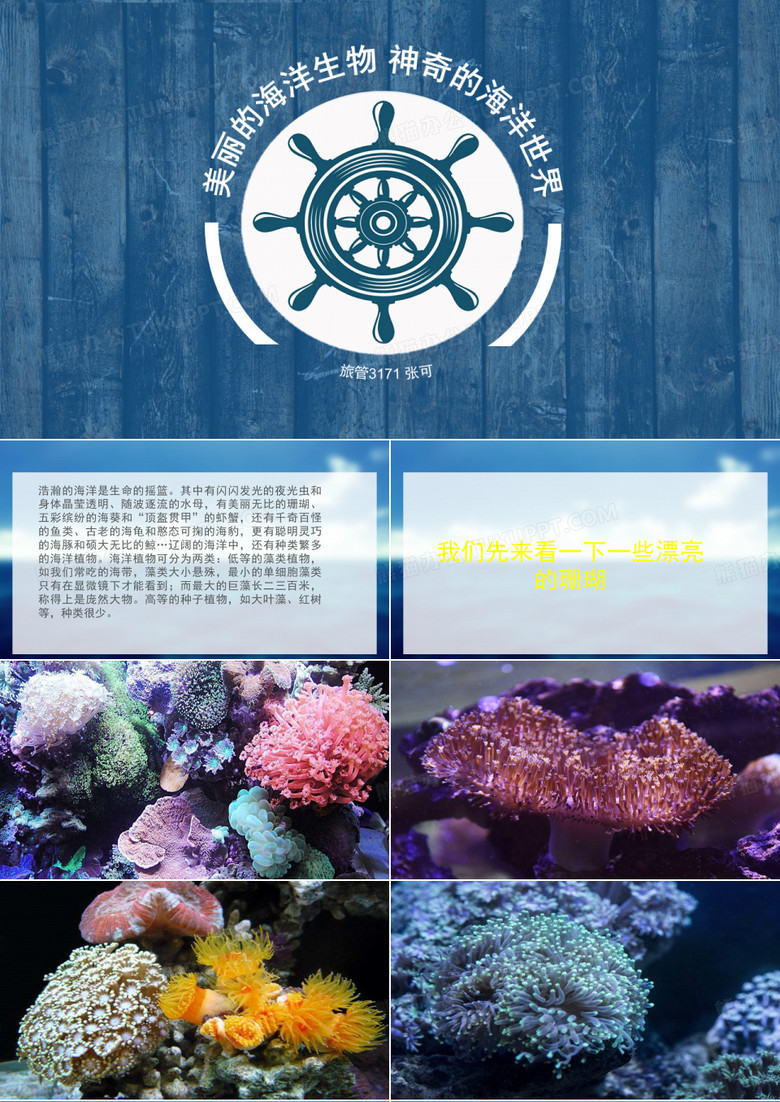 奇妙的海洋生物  神秘的海洋世界