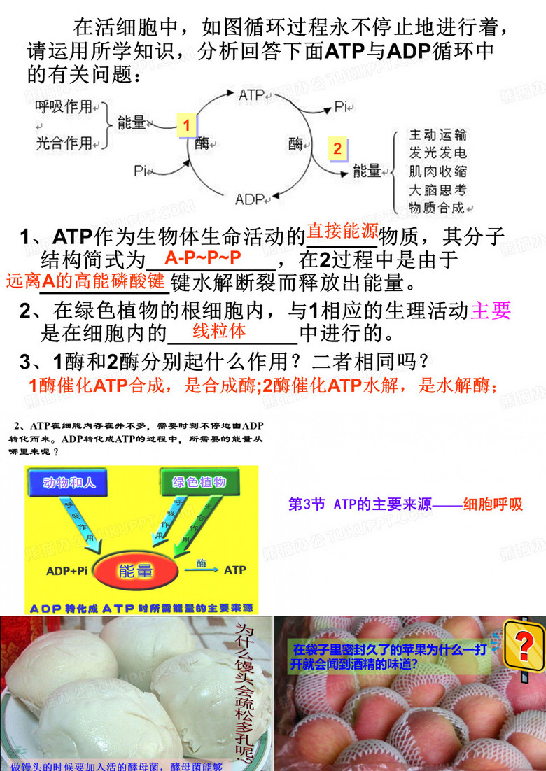 ATP的主要来源——细胞呼吸