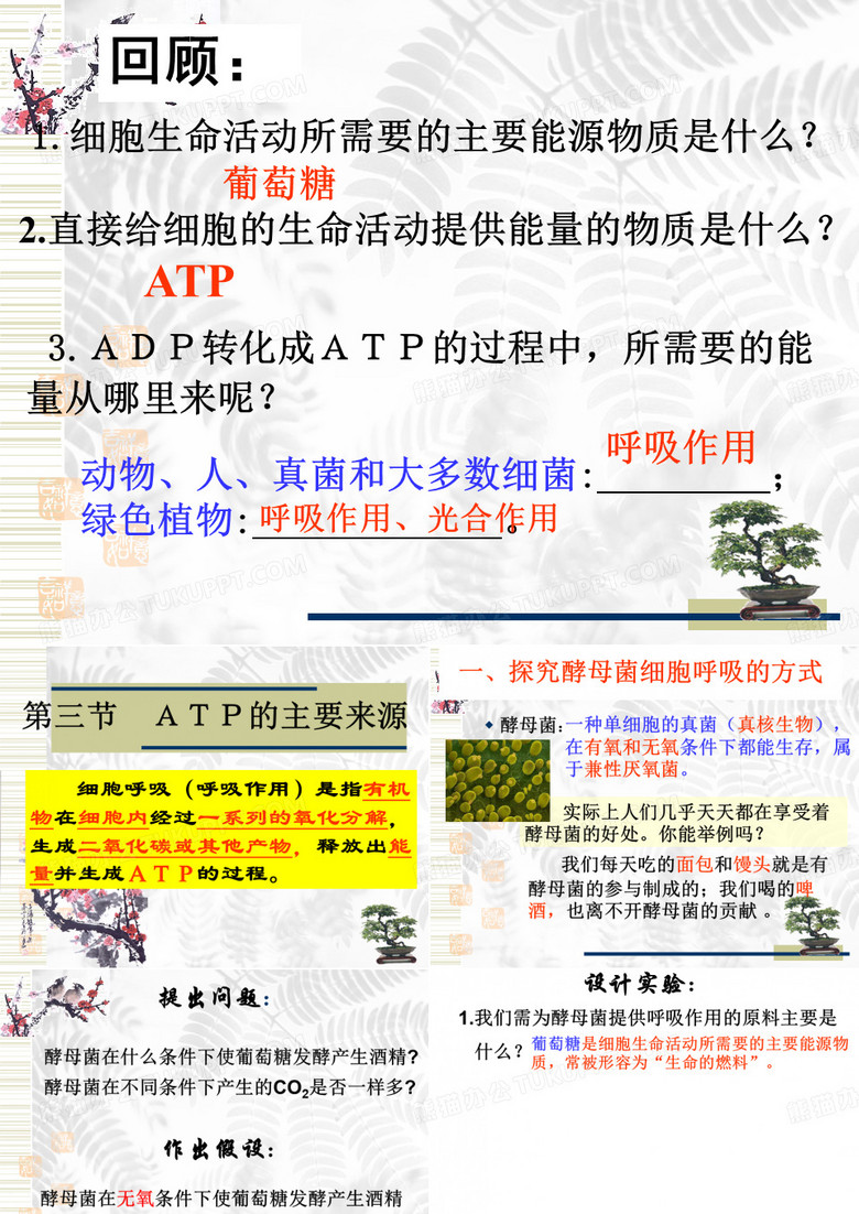 ATP的主要来源──细胞呼吸