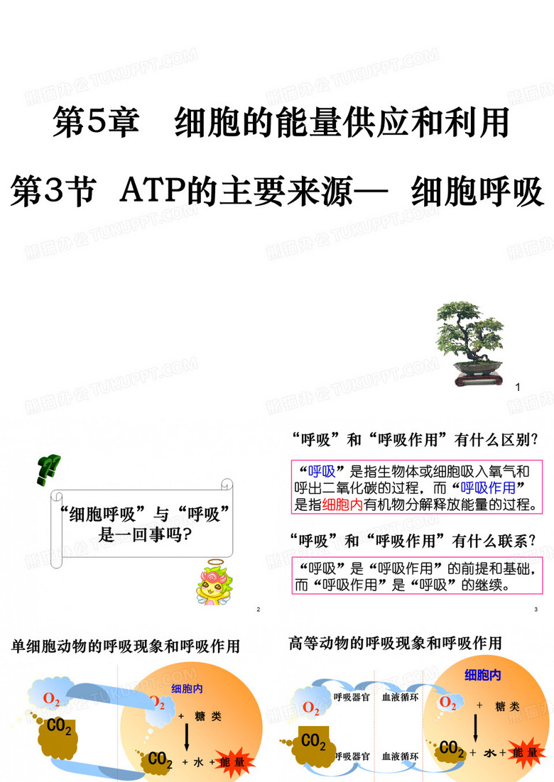 ATP的主要来源细胞呼吸 1
