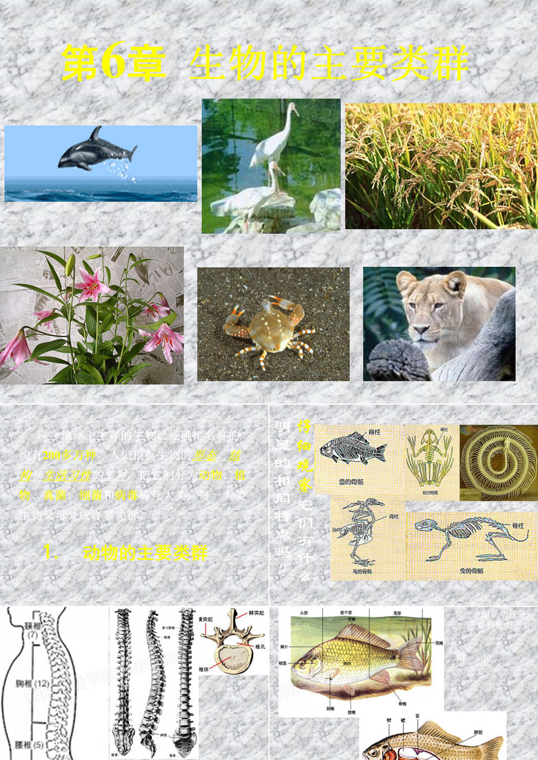 生物多样性的各种图片