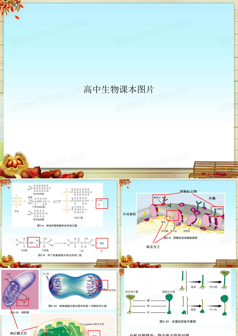 高中生物课本图片