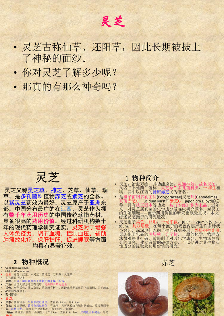 灵芝