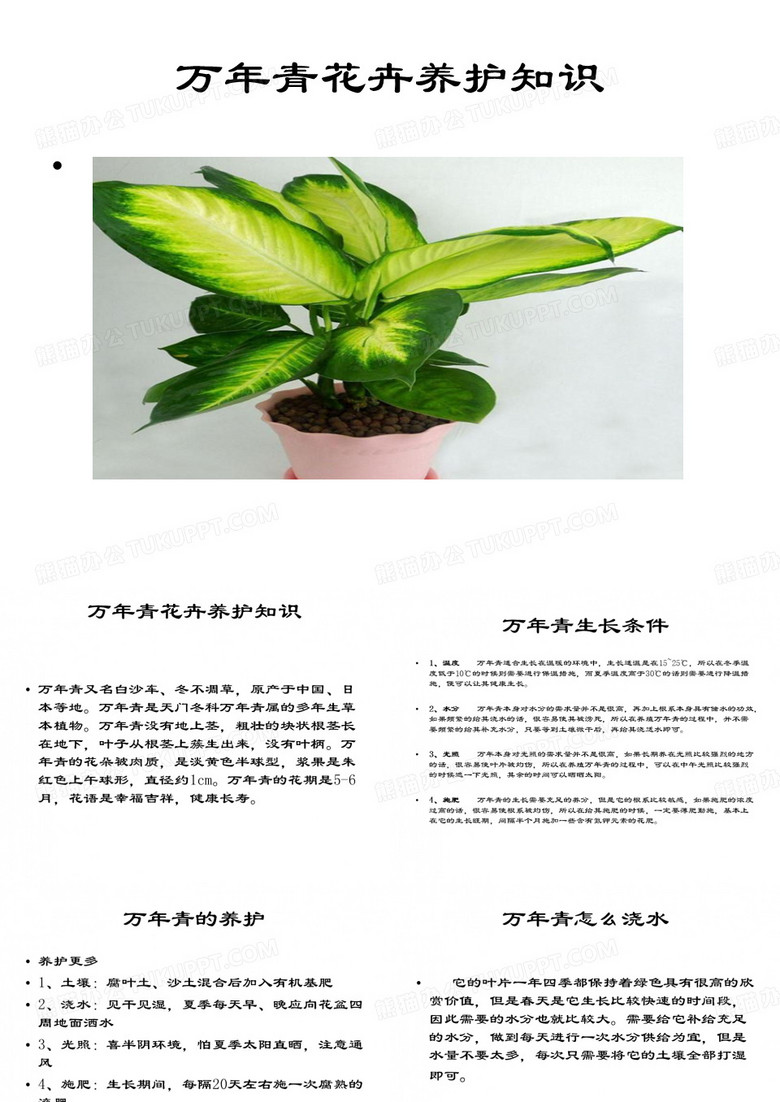万年青养花养心知识