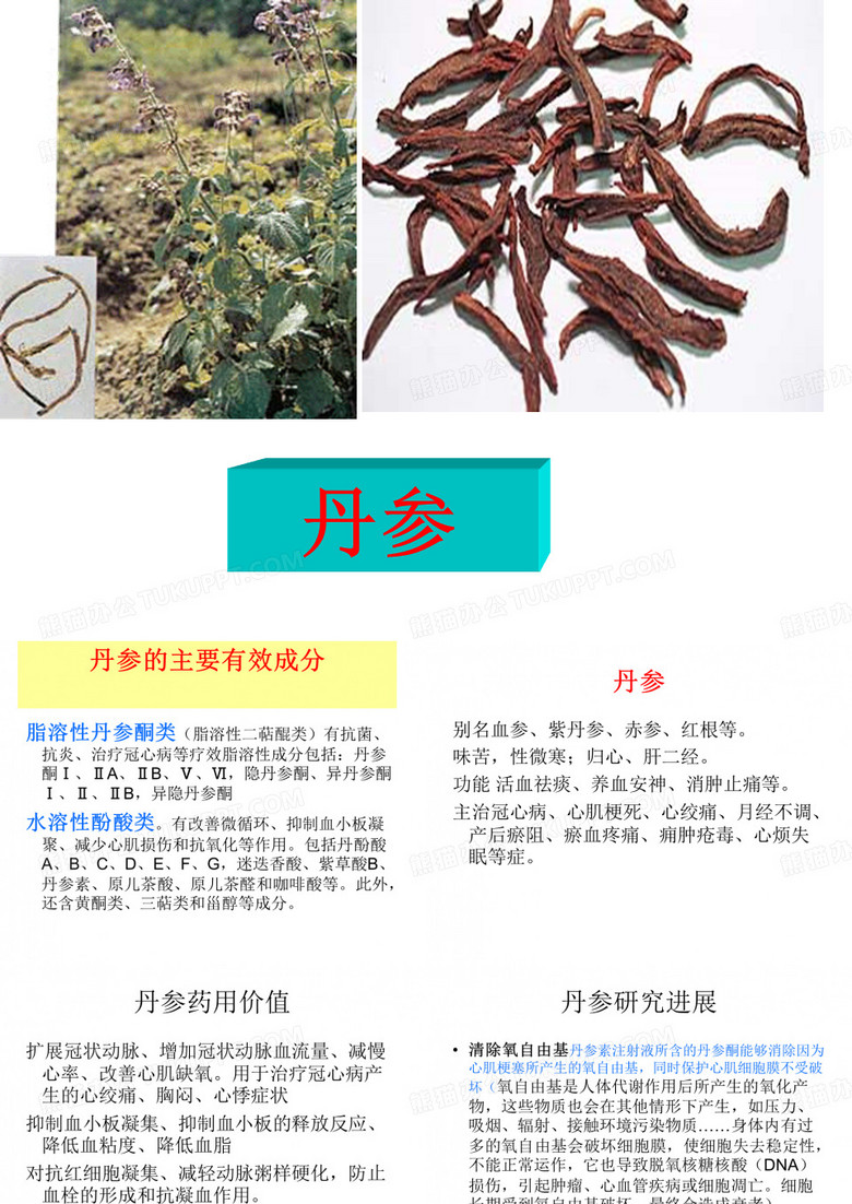 丹参