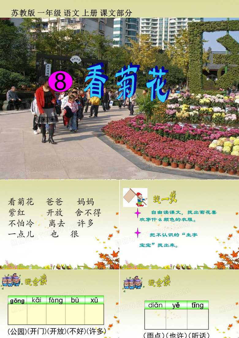 课文8 看菊花