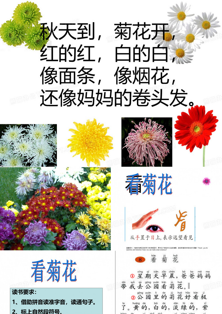 苏教版一年级语文《看菊花》课件